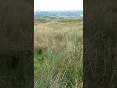Authentic Blackthorn Shillelagh Walking Stick - Random shaped handles and shaft - Made by Mother Nature in Ireland. SEE IMAGES before buying